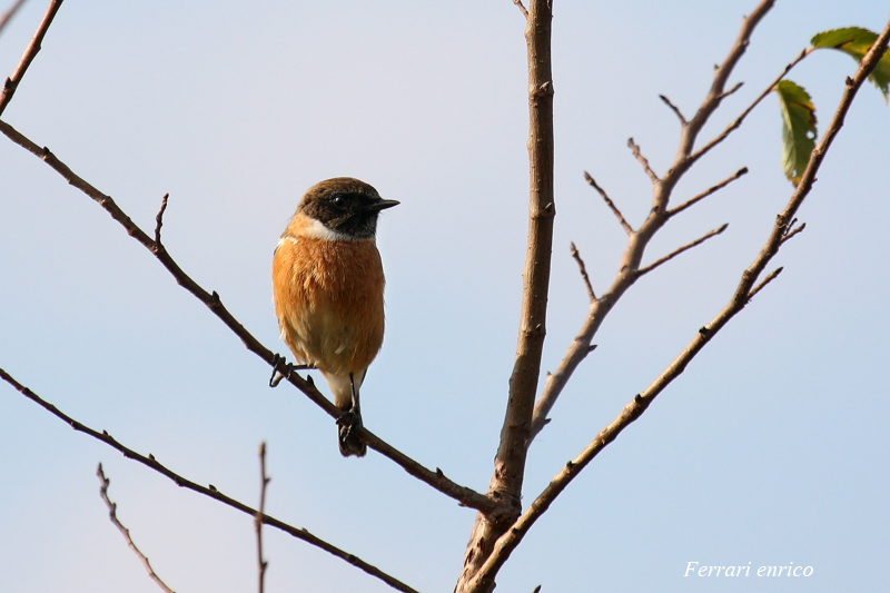 maschio e femmina di Saltimpalo (Saxicola rubicola)